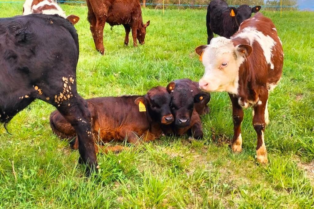 Appartamento Di Montagna Lo Grop Chambave Ngoại thất bức ảnh